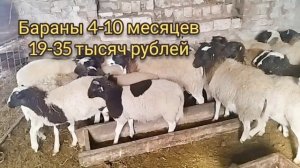Продаются ярки и баранчики дорпер процентный 75, 83, 91 процентные !!!