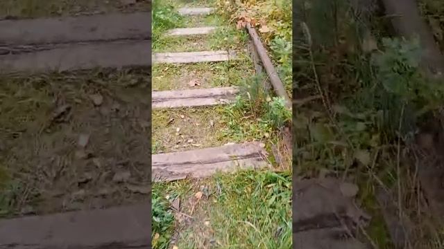 Железная дорога  в лесу