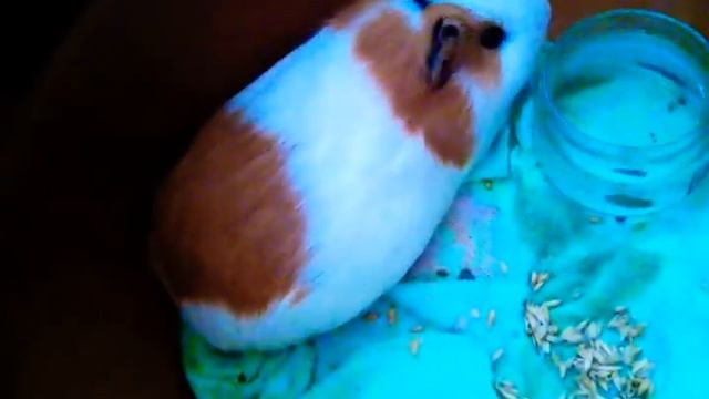 Что нужно для морской свинки?. Vlog Кузя отравился?😭 смотреть онлайн