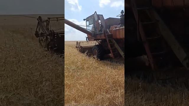 Комбайн Нива снова в деле.