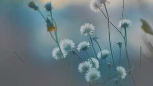 Pentacon 135mm video test