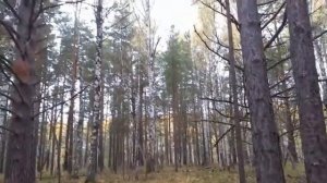 Прогулка в лесу