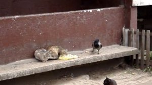 Наглая ворона против трех котов/Bold raven against three cats