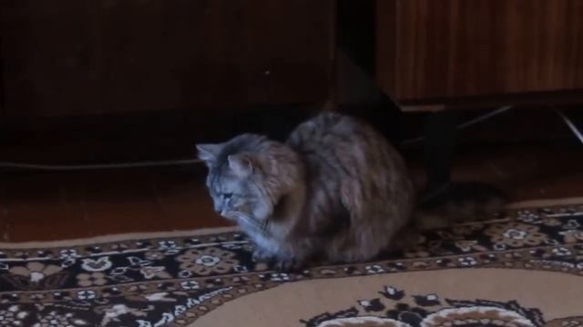 Кот икает смотреть онлайн