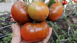 Томат Польская ночь (Polish nights)