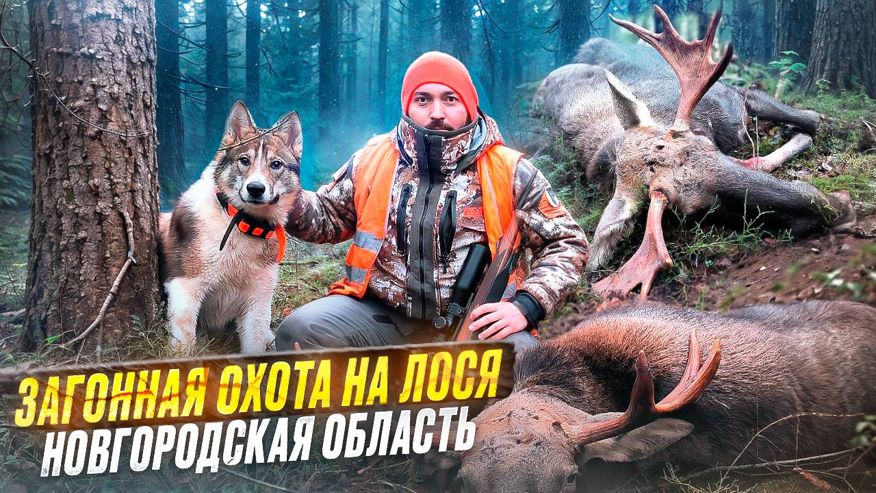 Загонная охота на лося в Новгородской области смотреть онлайн