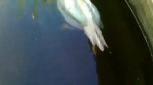 Плавающая курица