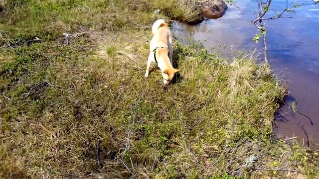 Поймала мышь ........... смотреть онлайн