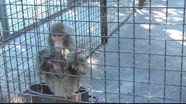 Милаха МАЛЫШОК в семье МАКАК! Парк львов Тайган #тайган смотреть онлайн