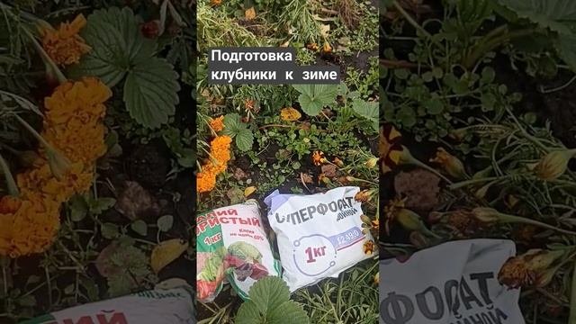 Подготовка клубники к зиме.