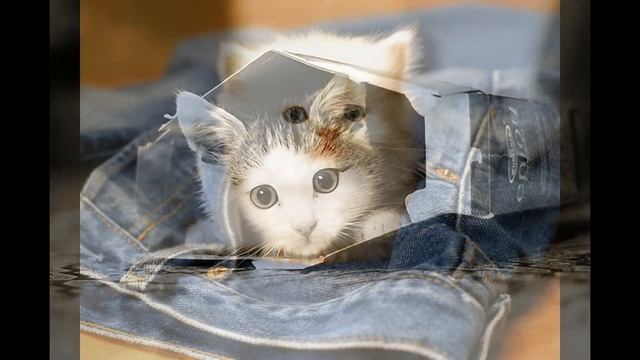 Смешные котята Funny Cats #8