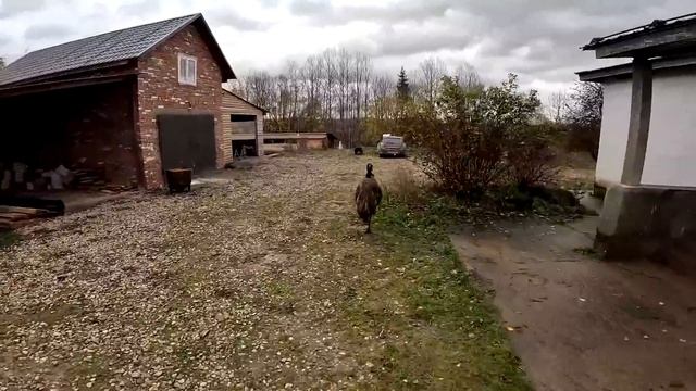 СТРАУС УБЕЖАЛ ! ЖОРИКИ КУПАЮТСЯ ! КАВКАЗСКАЯ ОВЧАРКА ! ВСЕ ПОД КОНТРОЛЕМ ! КУПИЛ ХУТОР В ЛЕСУ №147