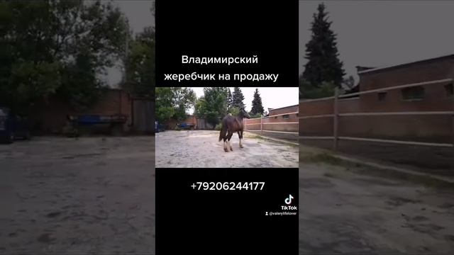 Брутал 2020