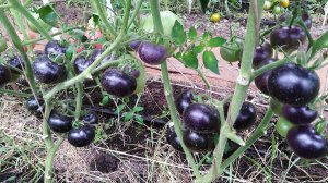 Томат Ночной Саранск (Night Saransk).