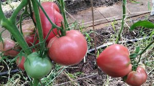 Томат Бычий мед