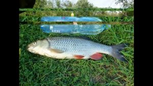 Песня "Голавли" - исп. Александр Дрога