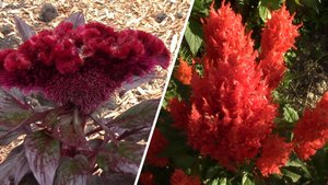 ЦЕЛОЗИЯ - СИЯЮЩИЕ ЦВЕТЫ У ВАС НА КЛУМБЕ