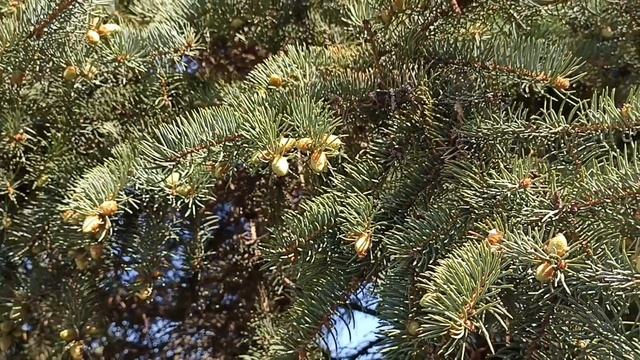 КРАСНЫЙ КОНЬ... смотреть онлайн