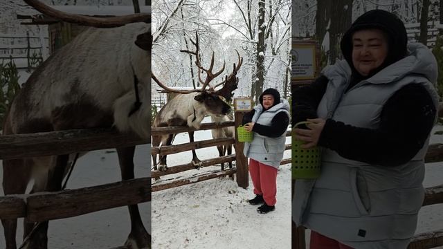 Новогодний вайб... кормим оленей в "Сказке"