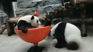 Смешные панды   приколы с животными