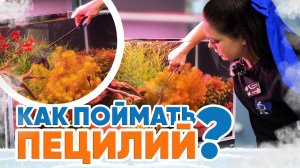 Аквариумные новости [Спецвыпуск]. Как поймать пецилий?