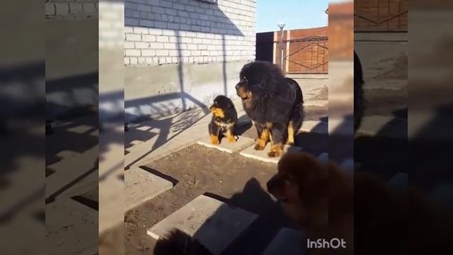 тибетский мастиф щенки 3 5мес смотреть онлайн