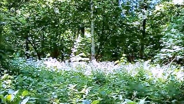 Главный ботанический сад имени Н. В. Цицина РАН 07.06.2022