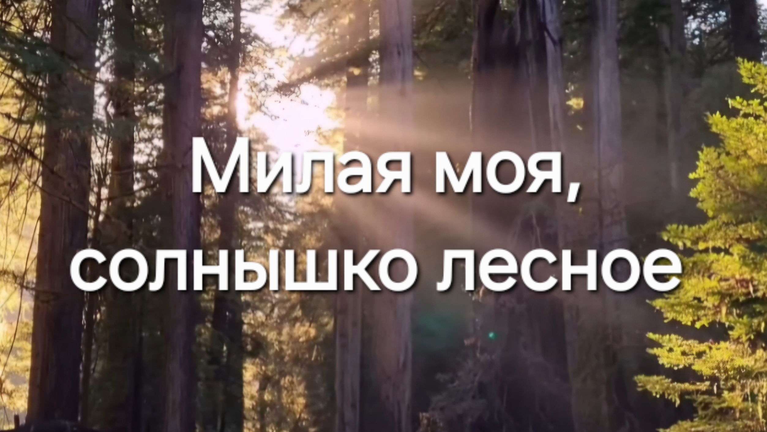 Милая моя, солнышко лесное