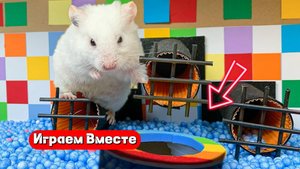 Хомяк выбирается из сложного лабиринта с шариками 🟢🐹🟠 Видео для детей
