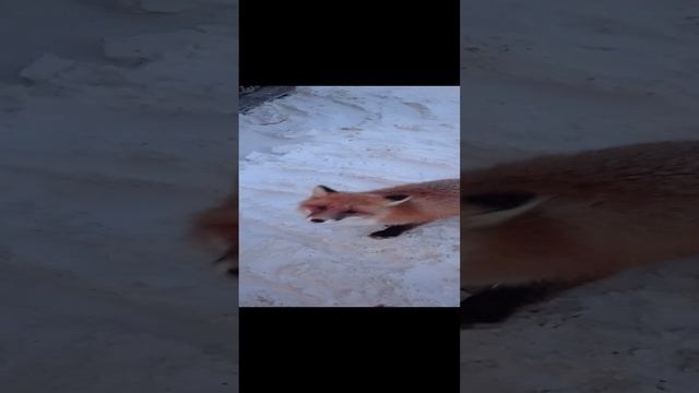 Лиса