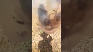 Паук и мышь