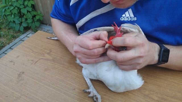 Отучаем кур клеваться или очки для кур. смотреть онлайн