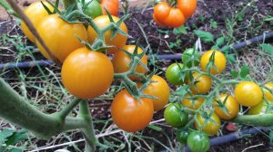 Томат Летнее солнце (Summer Sun)