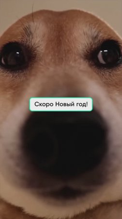 Скоро Новый год!