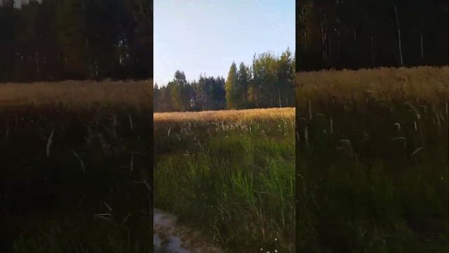 Беларусь летним утром. Еду на велосипеде плавать смотреть онлайн