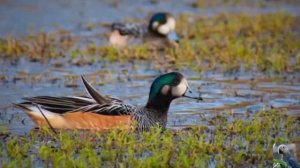 Голоса птиц: роскошная свиязь