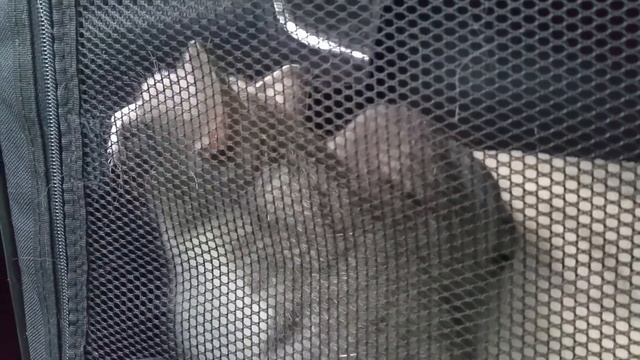 Katt sir Carl på vaccination смотреть онлайн