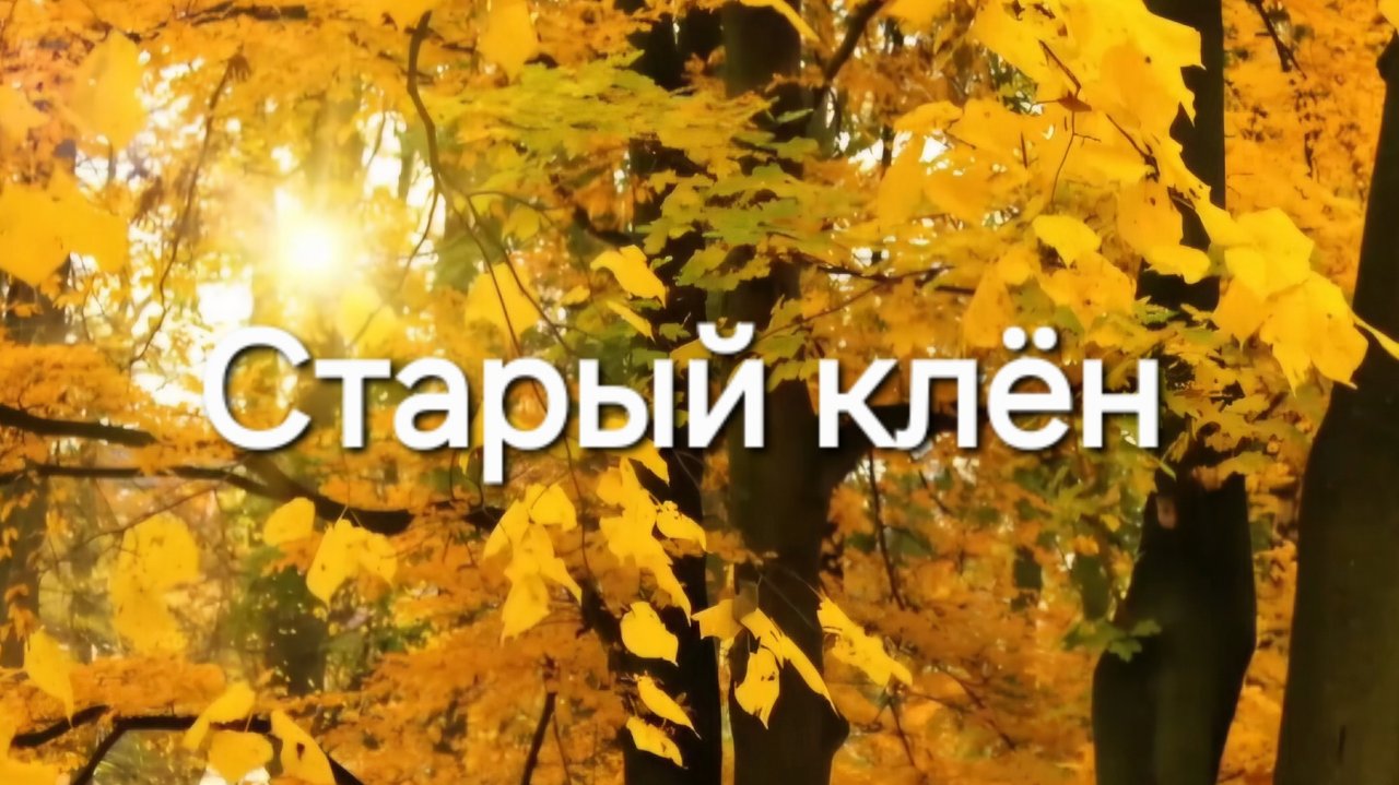 Старый клён