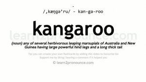 Pronunciation of Kangaroo | Definition of Kangaroo
