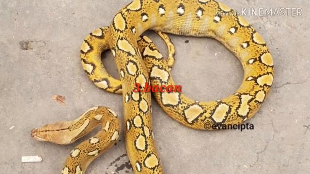 #geneticmorph #morph #pythonreticulatus 5 genetic morph reticulated python bag.2