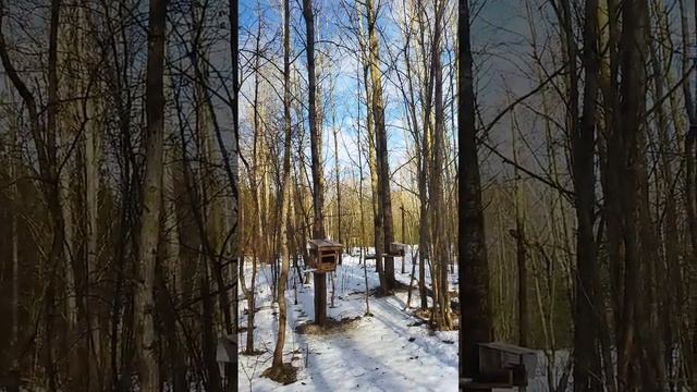 Моя лесная прогулка 9.02.24 смотреть онлайн