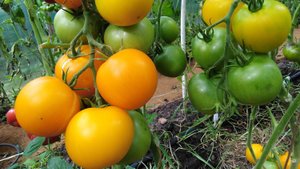 Томат Мордовское солнышко (Mordovian sun)