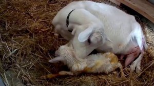 Сон на 20. 06. 2024. Новорождённые козлята.