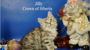 Siberian fs24 girl JILLY Crown of Siberia, 2,5 months