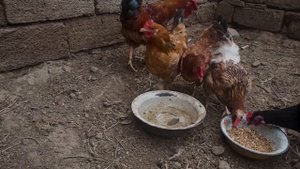 КУРЫ ЕДЯТ | Как едят ДЕРЕВЕНСКИЕ куры | 04.03.2023