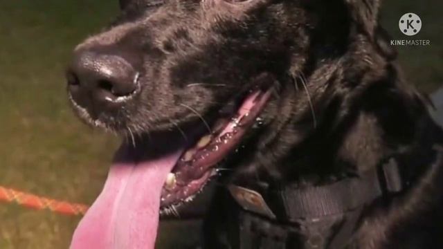 «Мы были уверены, что он не выживет!»: люди спасли травмированного пса, который обливался кровью смотреть онлайн