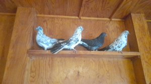 Николаевские голуби месим минералку своими руками