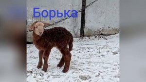 Барашки: Зимний окот