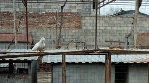 Носочубые махачкалинские бойные голуби Ибрагима Муртузалиева г. Хасавюрт, Республика Дагестан