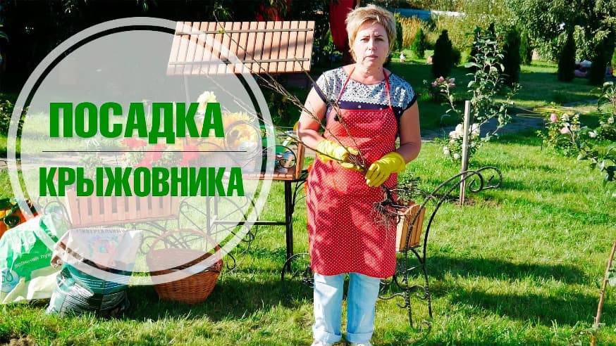 Посадка крыжовника осенью,  размножение крыжовника